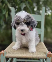 Trigger, a male Sheepadoodle for sale in Fayette, NY – 2 of 5