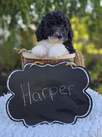 Harper, a female Sheepadoodle for sale in Fayette, NY – 3 of 7