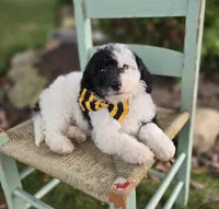 Jinx, a male Sheepadoodle for sale in Fayette, NY – 5 of 7