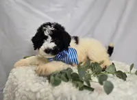 Lonnie, a male Sheepadoodle for sale in Fayette, NY – Photo 5 of 6