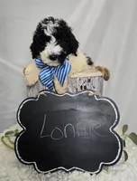 Lonnie, a male Sheepadoodle for sale in Fayette, NY – Photo 3 of 6