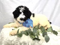 Lonnie, a male Sheepadoodle for sale in Fayette, NY – Photo 2 of 6