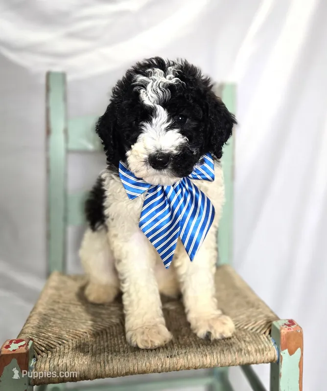 Lonnie – Sheepadoodle puppy for sale in Fayette, NY