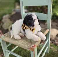 Jinx, a male Sheepadoodle for sale in Fayette, NY – 2 of 7