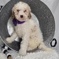 Kate, a female Bernedoodle for sale in Fayette, NY – Photo 5 of 5