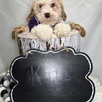 Kate, a female Bernedoodle for sale in Fayette, NY – Photo 4 of 5