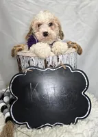 Kate, a female Bernedoodle for sale in Fayette, NY – Photo 4 of 5