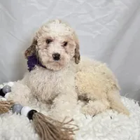 Kate, a female Bernedoodle for sale in Fayette, NY – Photo 1 of 5