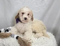 Kate, a female Bernedoodle for sale in Fayette, NY – Photo 1 of 5