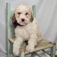 Kate, a female Bernedoodle for sale in Fayette, NY – Photo 2 of 5