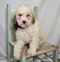 Kate, a female Bernedoodle for sale in Fayette, NY – Photo 2 of 5