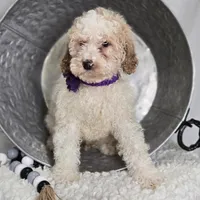 Kate, a female Bernedoodle for sale in Fayette, NY – Photo 3 of 5