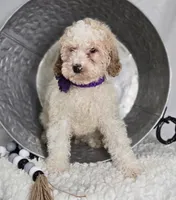 Kate, a female Bernedoodle for sale in Fayette, NY – Photo 3 of 5