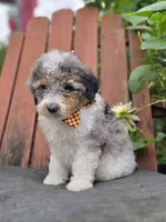 Tucker, a male Sheepadoodle for sale in Fayette, NY – 5 of 6