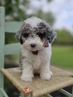 Trigger, a male Sheepadoodle for sale in Fayette, NY – 3 of 5