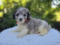 Trevor, a male Sheepadoodle for sale in Fayette, NY – 3 of 4