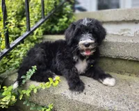 Smiley, a male Sheepadoodle for sale in Fayette, NY – 8 of 9