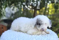 Henry, a male Sheepadoodle for sale in Fayette, NY – 4 of 4