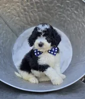 Tucker, a male Sheepadoodle for sale in Fayette, NY – 1 of 5