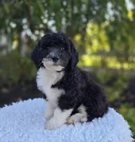 Harper, a female Sheepadoodle for sale in Fayette, NY – 4 of 7