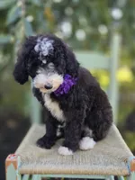 Haley, a female Sheepadoodle for sale in Fayette, NY – 7 of 7