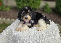 Joy, a female Sheepadoodle for sale in Fayette, NY – 4 of 5