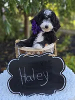 Haley, a female Sheepadoodle for sale in Fayette, NY – 6 of 7