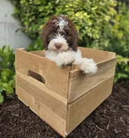 Callie, a female Bernedoodle for sale in Fayette, NY – 9 of 10
