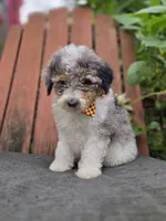 Tucker, a male Sheepadoodle for sale in Fayette, NY – 3 of 6