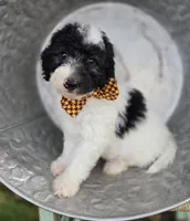Josh, a male Sheepadoodle for sale in Fayette, NY – 5 of 8