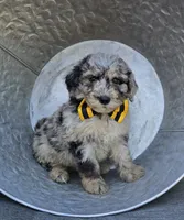 Tommy, a male Sheepadoodle for sale in Fayette, NY – 2 of 4