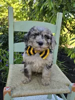Tommy, a male Sheepadoodle for sale in Fayette, NY – 3 of 4