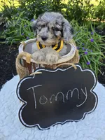 Tommy, a male Sheepadoodle for sale in Fayette, NY – 4 of 4
