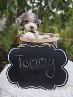 Tommy, a male Sheepadoodle for sale in Fayette, NY – 2 of 4