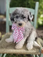 Jill, a female Sheepadoodle for sale in Fayette, NY – 3 of 5