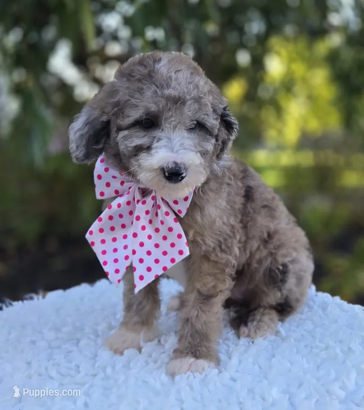 Holly – Sheepadoodle puppy for sale in Fayette, NY