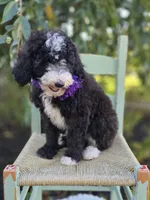 Haley, a female Sheepadoodle for sale in Fayette, NY – 5 of 7