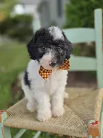 Josh, a male Sheepadoodle for sale in Fayette, NY – 6 of 8