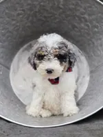 Trigger, a male Sheepadoodle for sale in Fayette, NY – 5 of 5