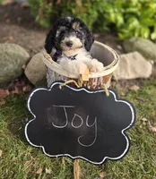 Joy, a female Sheepadoodle for sale in Fayette, NY – 5 of 5