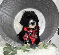 Lucky, a male Sheepadoodle for sale in Fayette, NY – Photo 3 of 5