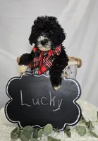 Lucky, a male Sheepadoodle for sale in Fayette, NY – Photo 4 of 5