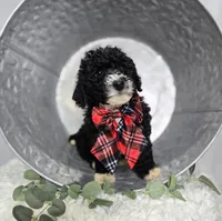 Lucky, a male Sheepadoodle for sale in Fayette, NY – Photo 5 of 5