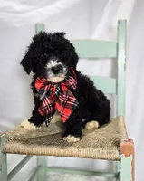 Lucky, a male Sheepadoodle for sale in Fayette, NY – Photo 2 of 5