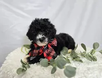 Lucky, a male Sheepadoodle for sale in Fayette, NY – Photo 1 of 5