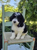 Tucker, a male Sheepadoodle for sale in Fayette, NY – 3 of 5