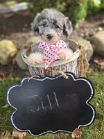 Jill, a female Sheepadoodle for sale in Fayette, NY – 4 of 5