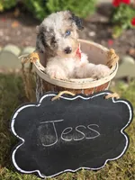 Jess, a female Sheepadoodle for sale in Fayette, NY – 5 of 7
