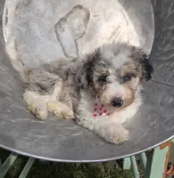 Jess, a female Sheepadoodle for sale in Fayette, NY – 2 of 7