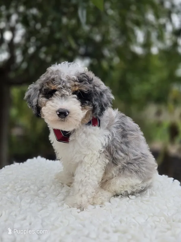 Trigger – Sheepadoodle puppy for sale in Fayette, NY